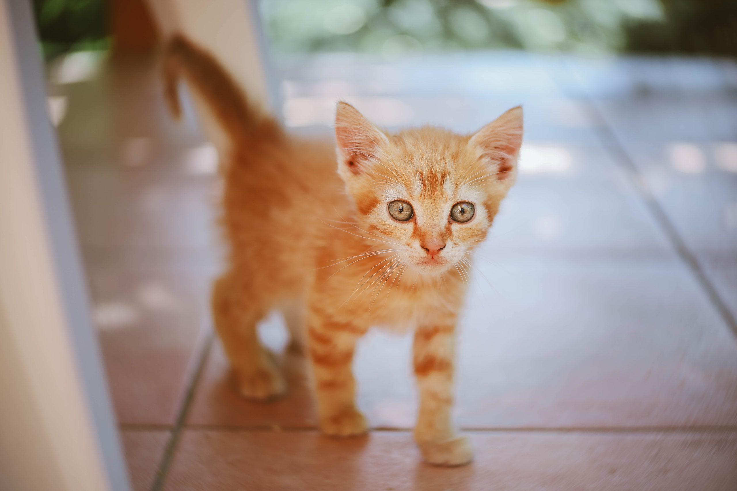 AnimEd Solution - chaton roux - Conseils vétérinaires