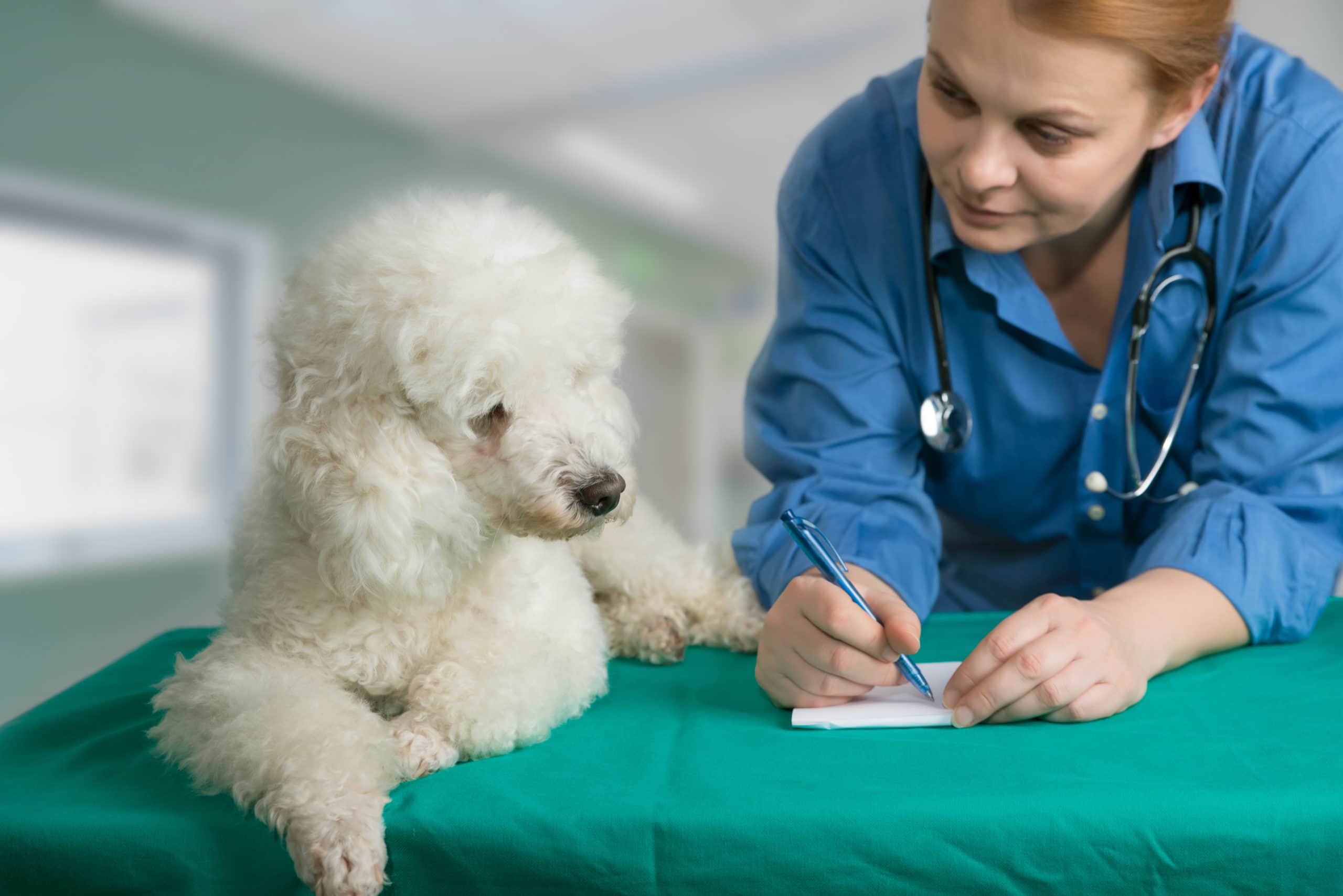 Comment fonctionne un cabinet vétérinaire ? - Animed Solutions