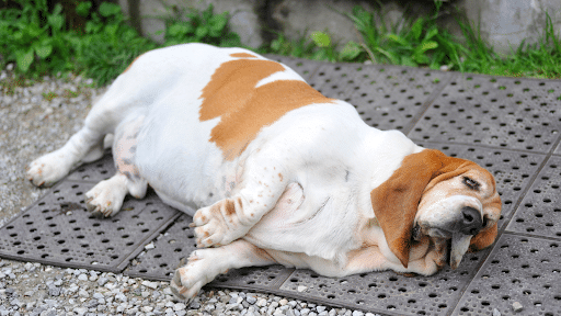 chien-obese-couché-sur-le-sol