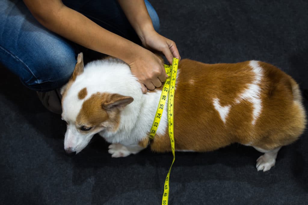 chien-obese-qui-se-fait-mesurer-son-tour-de-taille