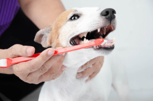 chien-qui-se-fait-brosser-les-dents